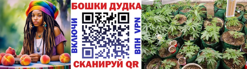 Шишки марихуана план  закладка  Выборг 